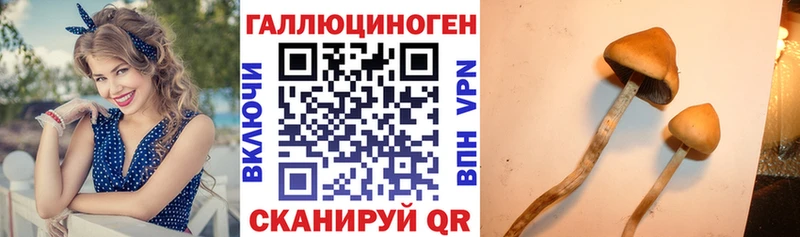 Галлюциногенные грибы Psilocybine cubensis  Новая Усмань 